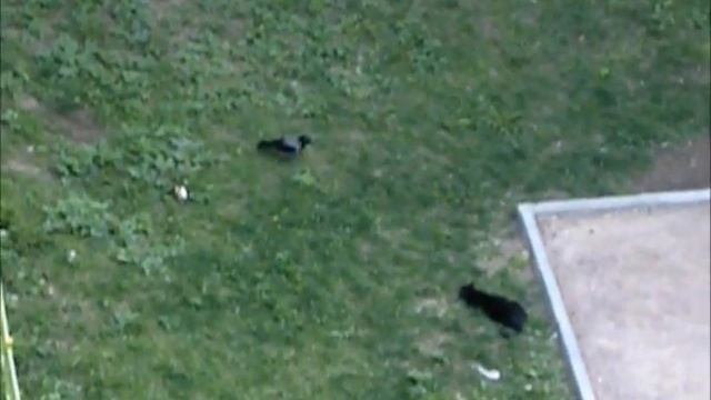 Ворона атакует кота