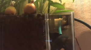 Фитофильтр, мои ошибки при создании.