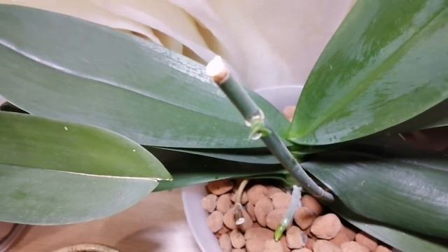 Обзор цветущих орхидей, все о японских удобрениях? смотреть онлайн