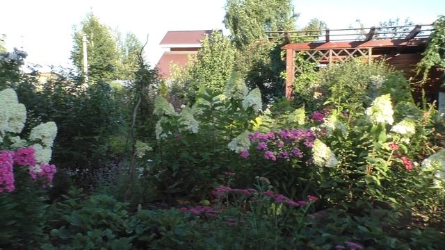 Роза Анжела сочетание с гортензиями в сибирском саду. смотреть онлайн