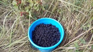 Собираем ежевику. Краснодарский край