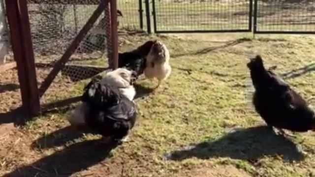 Русская хохлатая LV смотреть онлайн