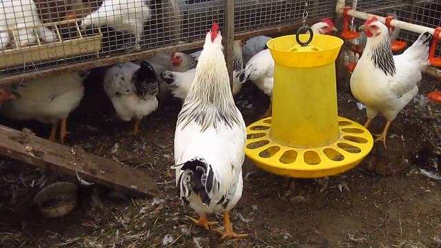 куры адлер смотреть онлайн