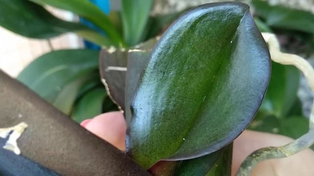 РЕАНИМАЦИЯ орхидеи ФУРАЦИЛИНОМ! поливать только корни орхидеи! смотреть онлайн