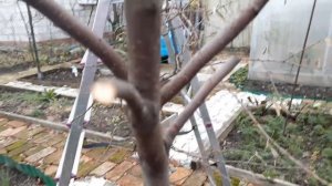 Срочно обработайте Белизной деревья в саду