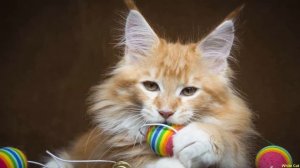 Мейн - Кун | Характер, Особенности ухода, История породы.