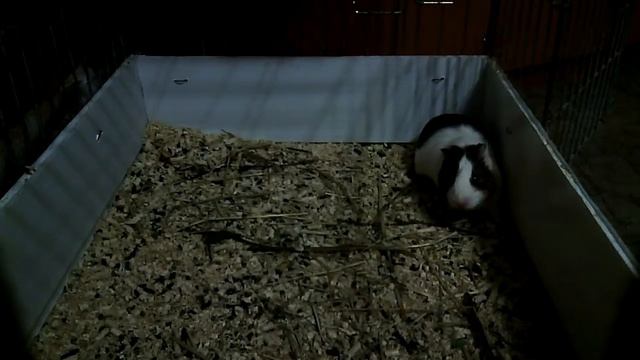 Морские свинки, ухаживания смотреть онлайн