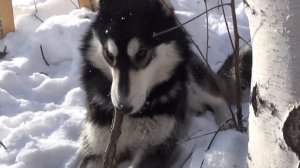 Западно-Сибирские, восточно-сибирские лайки.