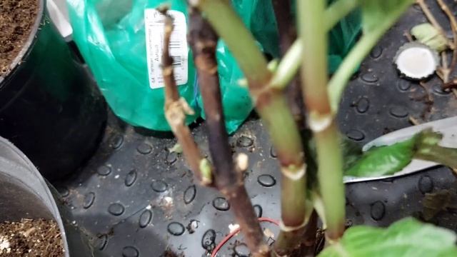 Саженцы в коробках-всегда загадка? смотреть онлайн