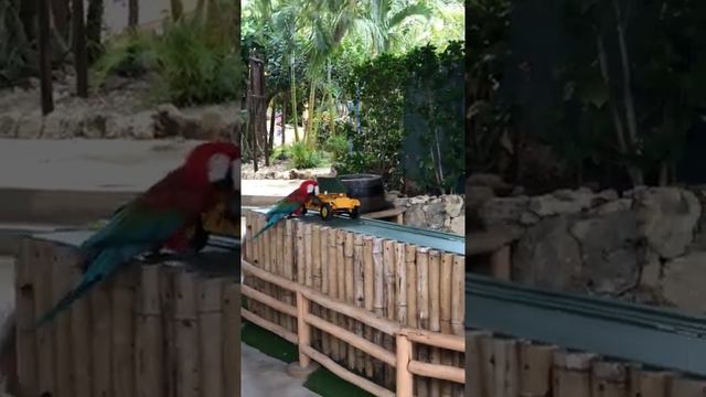 Дрессированные попугаи смотреть онлайн