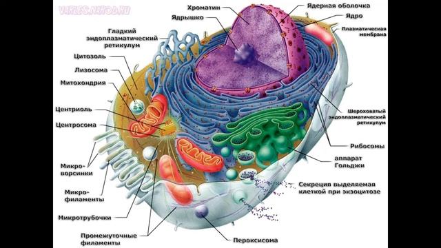 Анатомия и физиология - Лекция 2 - Клетка как основа жизни смотреть онлайн