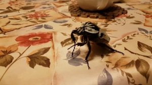 Жук голиаф обороняется)