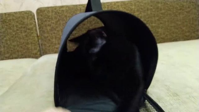 Новая переноска для кота Одноклассника с Ozon смотреть онлайн