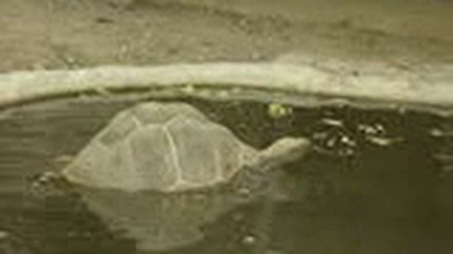 24-07-09 Зоопарк Черепаха смотреть онлайн