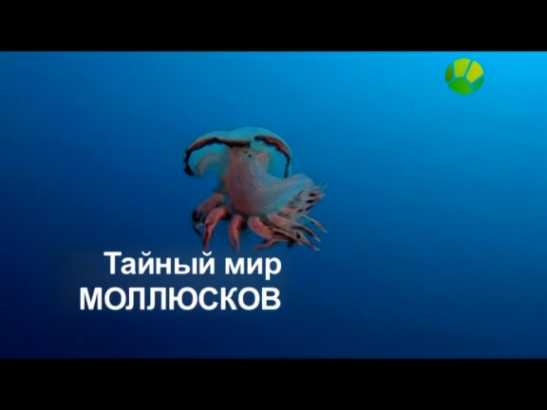 Тайный мир моллюсков смотреть онлайн