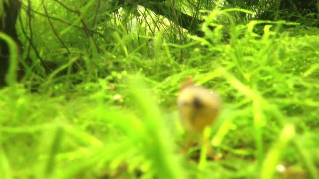Two pairs of Apistogramma agassizii "double red" смотреть онлайн
