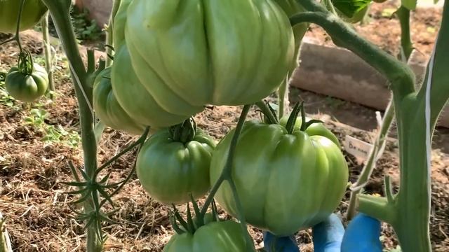 Июнь 2023 г.Обзор большой теплицы с томатами. смотреть онлайн