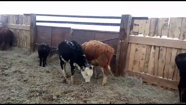 Бычки на грубых кормах, Содержание Бычков и телят. +79656176005 WhatsApp пишите. смотреть онлайн