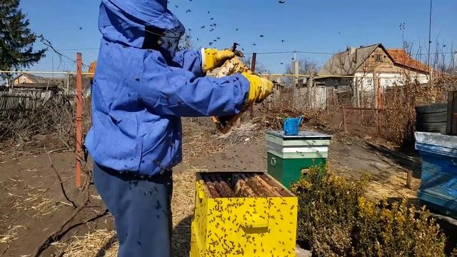 Смена пчелы на 15 марта и контроль расплода смотреть онлайн