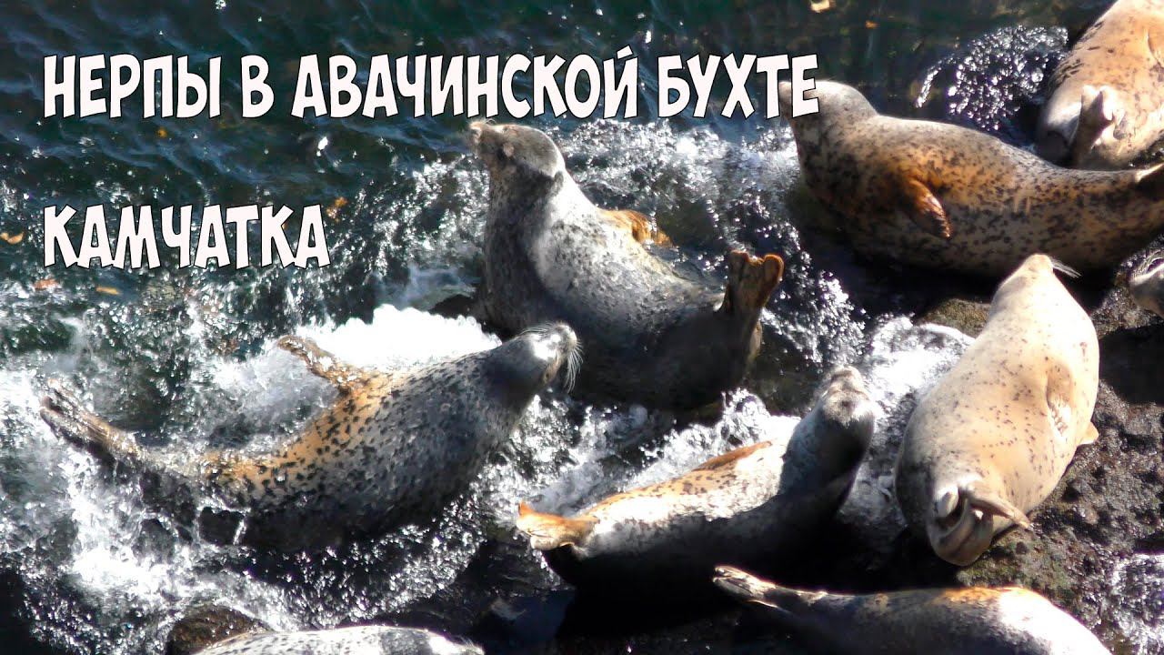 Камчатка Нерпы у мыса Казак смотреть онлайн