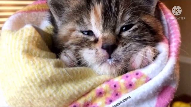Трёхнедельный котенок блуждал по городу, пока не встретил доброго человека смотреть онлайн