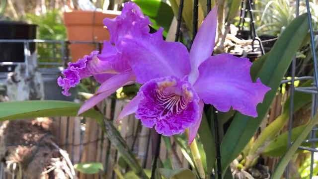 Каттлеи Природные и Гибриды? C. lueddemanniana. Rlc. Mystic Lady. Саркохилусы, Ментоловый Топаз ??❤ смотреть онлайн