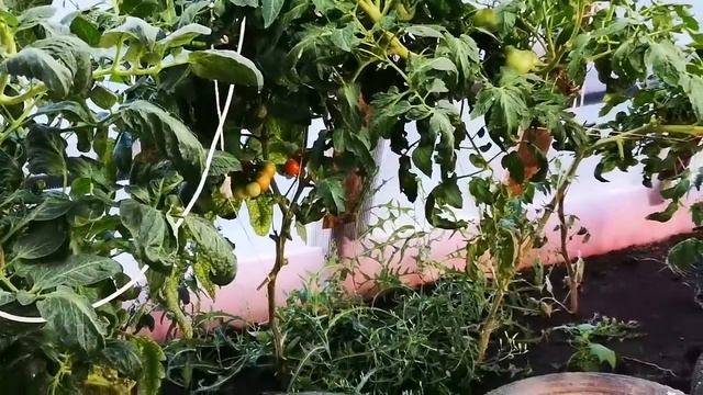 Породные куры, обновление крови смотреть онлайн