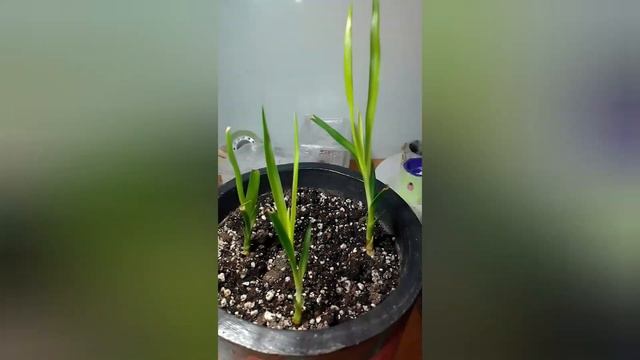 Драцена Драконово дерево. Молодая драцена из семян.