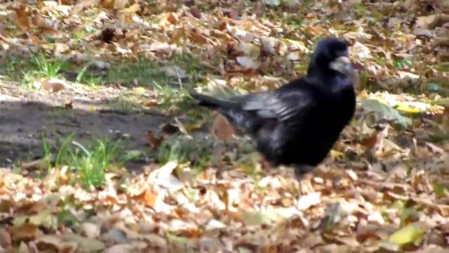 Вороны в Старо-Покровском сквере смотреть онлайн