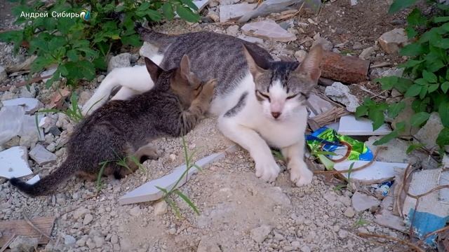 Топ-5 ЗАБОЛЕВАНИЙ КОТЯТ КОТОВ И КОШЕК. смотреть онлайн