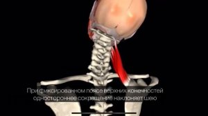 Мышца, поднимающая лопатку. 3d anatomy. MUSCLE MOTION