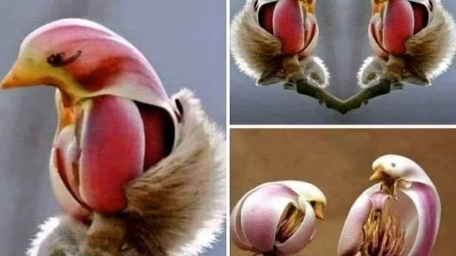 Isn’t God great ? these are flowers called Magnolia Liliflora, bird-shaped. смотреть онлайн