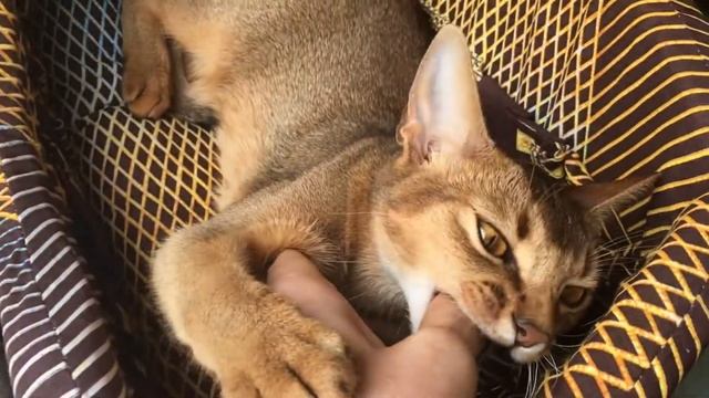 Абиссинская кошка смотреть онлайн