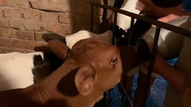 Как кормят телят, малышам месяц! И мои эмоции! смотреть онлайн