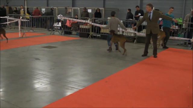 Azawakhs Le Mans 2013 Gaéna et Goumsao Nulle Part Ailleurs, Azawakh, Азавак, Azavak, سلوقي смотреть онлайн