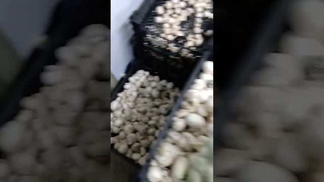 На обзор грибы шампиньоны свежие из магазина светофор смотреть онлайн