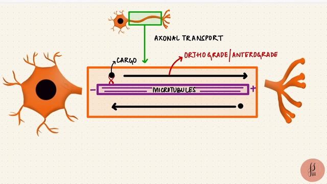 Structure of Neurons | Types of Neurons | Nervous Tissue | Neurology | Nerve Muscle Physiology смотреть онлайн