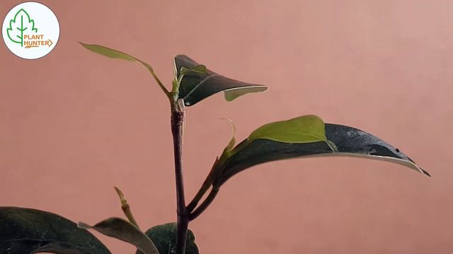 Mame Bonsai Updates 2020 05 Kalanchoe - Ficus - Crassula смотреть онлайн