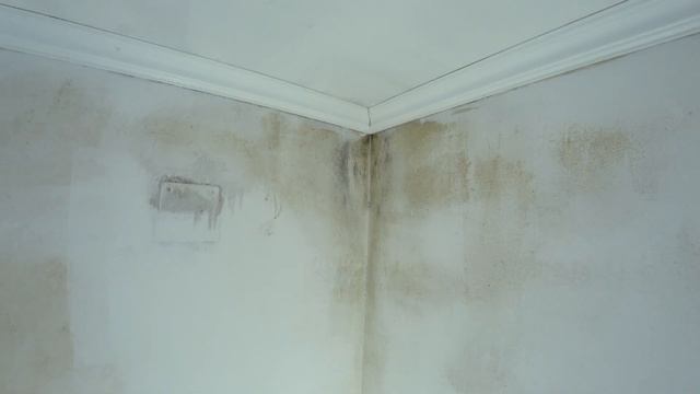 ЛУЧШЕЕ СРЕДСТВО ОТ ПЛЕСЕНИ!!!! Что только не пробовал и только это помогло! смотреть онлайн