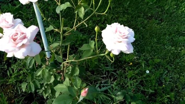 Почему не цветут розы. Жуки и цветки. Июнь 2022. смотреть онлайн