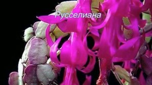 Виды, гибридные сорта Шлюмбергера  декабриста