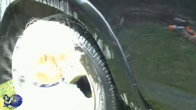 Никита моет машину  # Вaby washes car