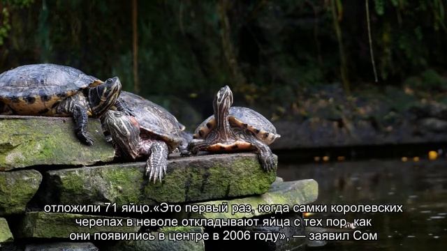 Вымирающая королевская черепаха впервые отложила яйца в неволе смотреть онлайн
