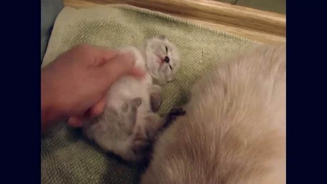 Котенку 3 недели смотреть онлайн