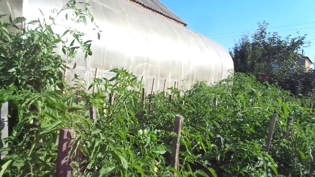 КОГДА СНИМАТЬ ЗЕЛЕНЫЕ ТОМАТЫ И КАК ИХ ХРАНИТЬ? Ольга Чернова смотреть онлайн