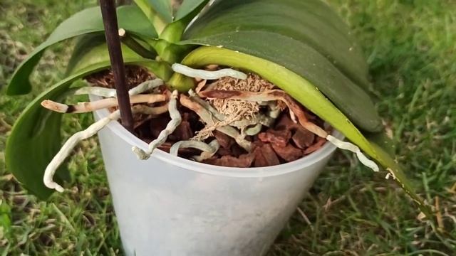 Орхидея сорт Легато, обзор и отличия. смотреть онлайн