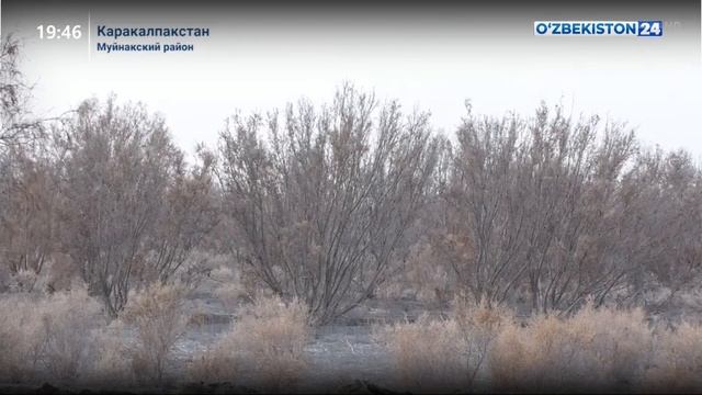 Посадка молодёжью саксаула в Муйнаке смотреть онлайн