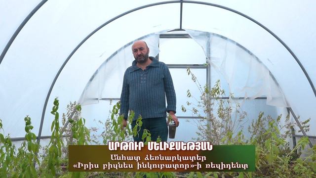 Լիմոնային վերբենա թեյախոտի արտադրություն смотреть онлайн