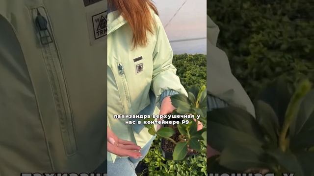 #ландшафтныйдизайн #питомникрастений #garden #plant #flower #nursery #пахизандра #почвопокровник смотреть онлайн