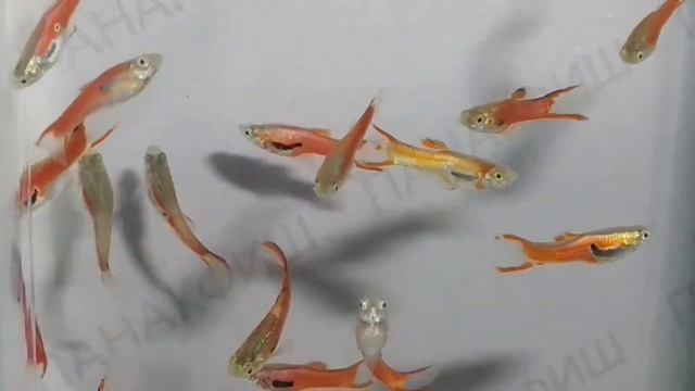 Гуппи Эндлера красный (Poecilia Reticulata 